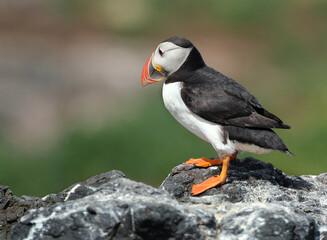 Puffins are any of three species of small alcids in the bird genus Fratercula. These are pelagic seabirds that feed primarily by diving in the water. They breed in large colonies on coastal cliffs.r