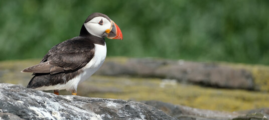 Fototapeta premium Puffins are any of three species of small alcids in the bird genus Fratercula. These are pelagic seabirds that feed primarily by diving in the water. They breed in large colonies on coastal cliffs.r