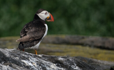 Puffins are any of three species of small alcids in the bird genus Fratercula. These are pelagic...