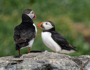 Puffins are any of three species of small alcids in the bird genus Fratercula. These are pelagic...