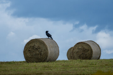 Black Crow Sitting on Round Hay Bale in Green Pasture under Cloudy Sky – Rural Wildlife and...