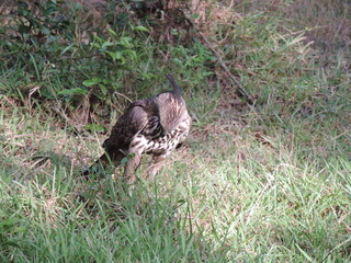 Beautiful Birds in Sri Lankan National Parks. 
