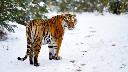 Obraz premium Majestic bengal tiger leaping between rocks in a forest