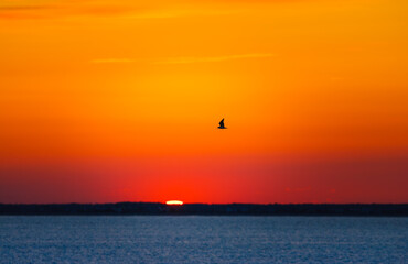 A bird flies over the ocean through an orange sky as the last sliver of the sun sets beyond the...