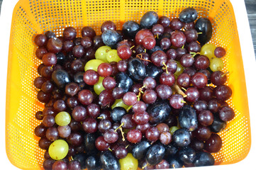 Assorted red, black and green grapes, a fruit, botanically a berry of the deciduous woody vines of the flowering plant genus Vitis. Grapes are a non-climacteric type of fruit, occurs in clusters