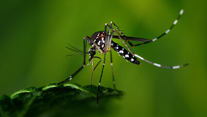 Monarch butterfly feeding on pink milkweed flowers in a garden