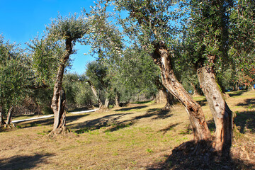 Olive Trees in Verona, Italy
