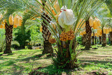 The date palm orchard is bursting with ripe fruit on a sunny day [Phoenix dactylifera Linn. Palmae (Arecaceae)]
