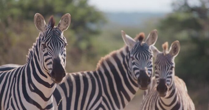 Wide of herd of plains zebra (Equus burchelli) standing while facing camera on grassy savannah in sunny afternoon in Kenya