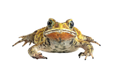 Asian common toad (Duttaphrynus melanostictus) on isolated backkground, Asian common toad (Duttaphrynus melanostictus) closeup