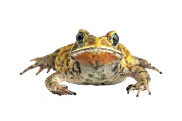 Asian common toad (Duttaphrynus melanostictus) on isolated backkground, Asian common toad (Duttaphrynus melanostictus) closeup