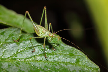 Amazing close up picture of grasshopper on the grass with blurred background.