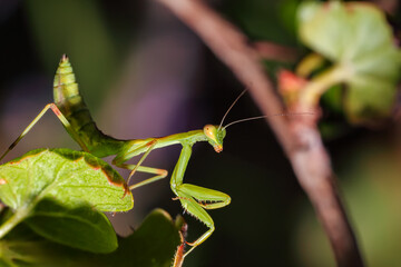 Amazing close up picture of Praying Mantis on the leaf with blurred background.