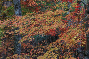 秋の寺、紅葉した木々