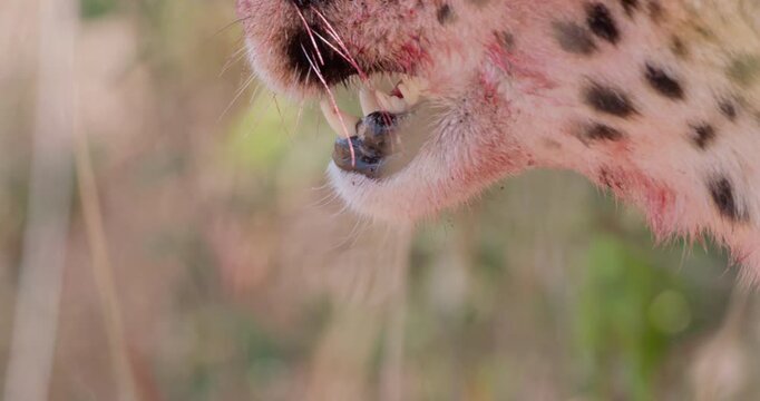 Extreme close up of Cheetah (Acinonyx jubatus) with bloody muzzle and throat panting and scanning horizon in shady bush in Savannah in Kenya