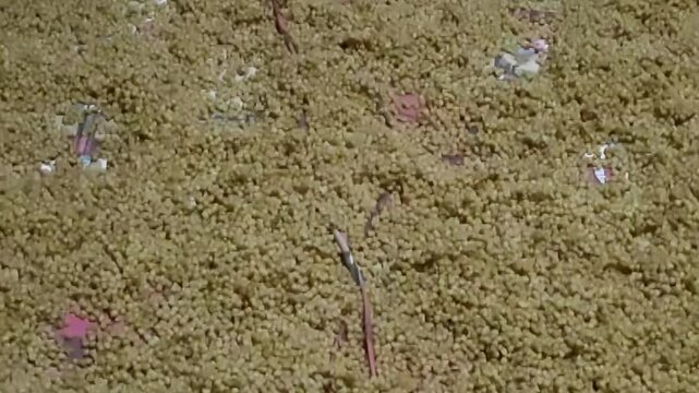 Traditional Wheat Preparation for Freekeh in Upper Egypt, Homemade Process