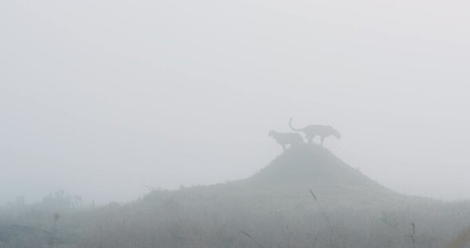 Extreme wide of pair of Cheetah (Acinonyx jubatus) standing atop a termite mound in grass savannah in foggy morning in Kenya