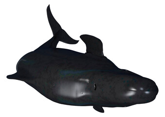 3D Rendering Pilot Whale Calf on White