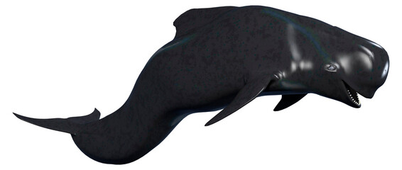 3D Rendering Pilot Whale Calf on White