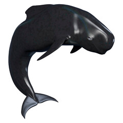 3D Rendering Pilot Whale Calf on White