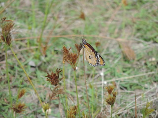 Sri Lankan Butterflies in the Nature 