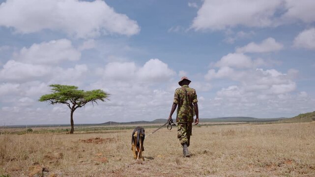 Very wide gimbal tracking of a Bloodhound Dog (Canis lupus familiaris) walking with a warden in dry grassland at noon in Kenya