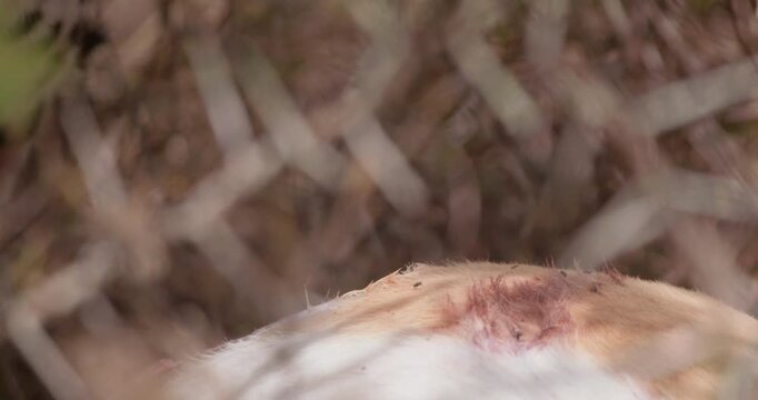 Wide of Cheetah (Acinonyx jubatus) with bloody muzzle eating antelope carcass in dry grass in shade on hot sunny day in Savannah in Kenya