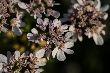Closeup of white flowers.