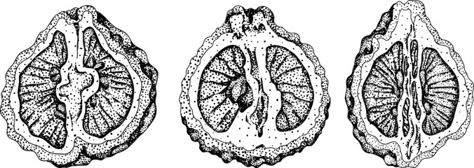 Vector engraving illustrations of bergamot fruit. Perfect for botanical designs, food packaging, or wellness branding