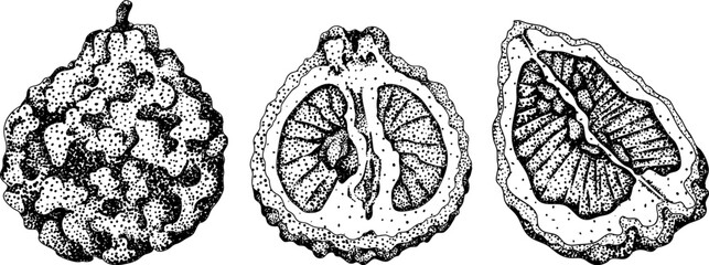 Vector engraving illustrations of bergamot fruit. Perfect for botanical designs, food packaging, or wellness branding