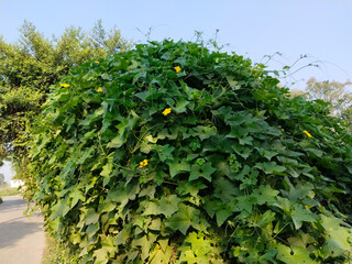 Benincasa hispida, the wax gourd, also called ash gourd, white gourd, winter gourd, winter melon,...