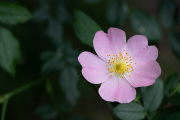 Close-up of blooming pink rose hip flower, selective focus.
