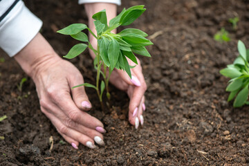 Planting plants and gardening. Female hands planting a flower in the ground. Close-up