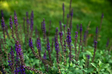 Beautiful purple flowers in nature. Beautiful background with plants and flowers. Selective focus.