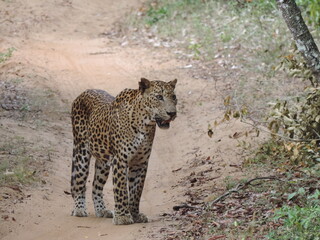 Amazing Leopards in Wilpattu National Park, Sri Lanka 