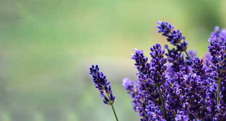Lavender flowers close-up. Fresh lavender flowers, concept of alternative medicine and aromatherapy...