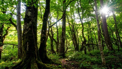 Sunlight filtering through a dense forest canopy