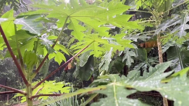 Rain-Kissed Papaya Leaves: A vibrant scene of lush papaya leaves glistens with raindrops, evoking a refreshing sense of the tropical environment.