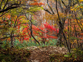 高妻山登山道の紅葉