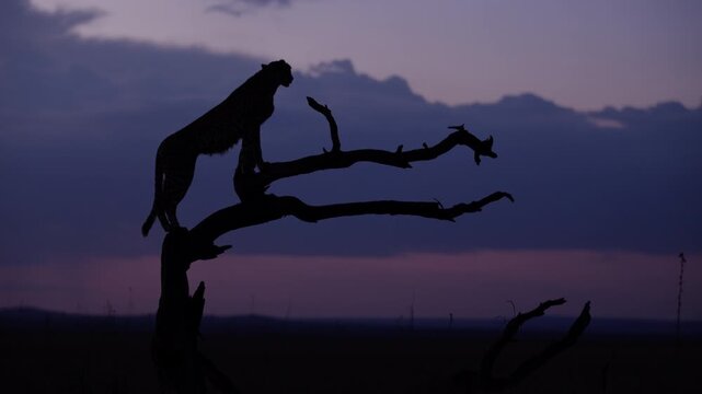Very wide gimbal parallax of Cheetah (Acinonyx jubatus) standing on dead tree in savannah silhouetted against cloudy sunset in Kenya