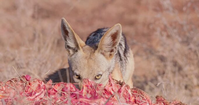 Wide of Black backed jackal (Canis mesomelas) eating parts of carcass during dry season in Savannah grassland in Kenya