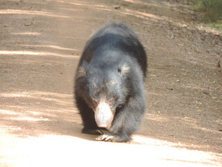 Sri Lankan Sloth Bear in Wilpattu National Park, Sri Lanka 