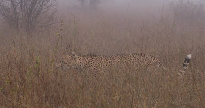 Wide of  Cheetah (Acinonyx jubatus) limping through tall dry grass in foggy morning in savannah grassland in Kenya