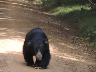 Sri Lankan Sloth Bear in Wilpattu National Park, Sri Lanka 