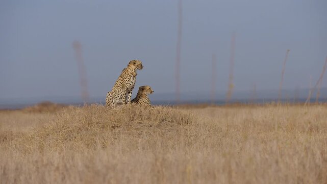 Extreme wide parallax of a pair of cheetahs (Acinonyx jubatus) on an anthill scanning while yawning in the afternoon in savannah in kenya