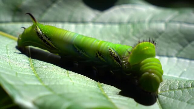 Macro footage of a bright green pandora sphinx moth caterpillar crawling on a leaf in the sun
