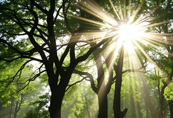 Sunbeams Through Trees Sunbeams filtering through trees create a