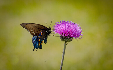 butterfly on flower