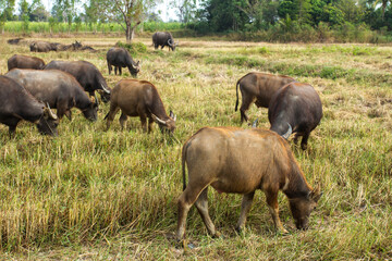 Fototapeta premium Many thai buffalo.A herd of buffalo is eating grass in the field.
