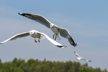 A seagull flew in the sky near another seagull.Flying seagulls.